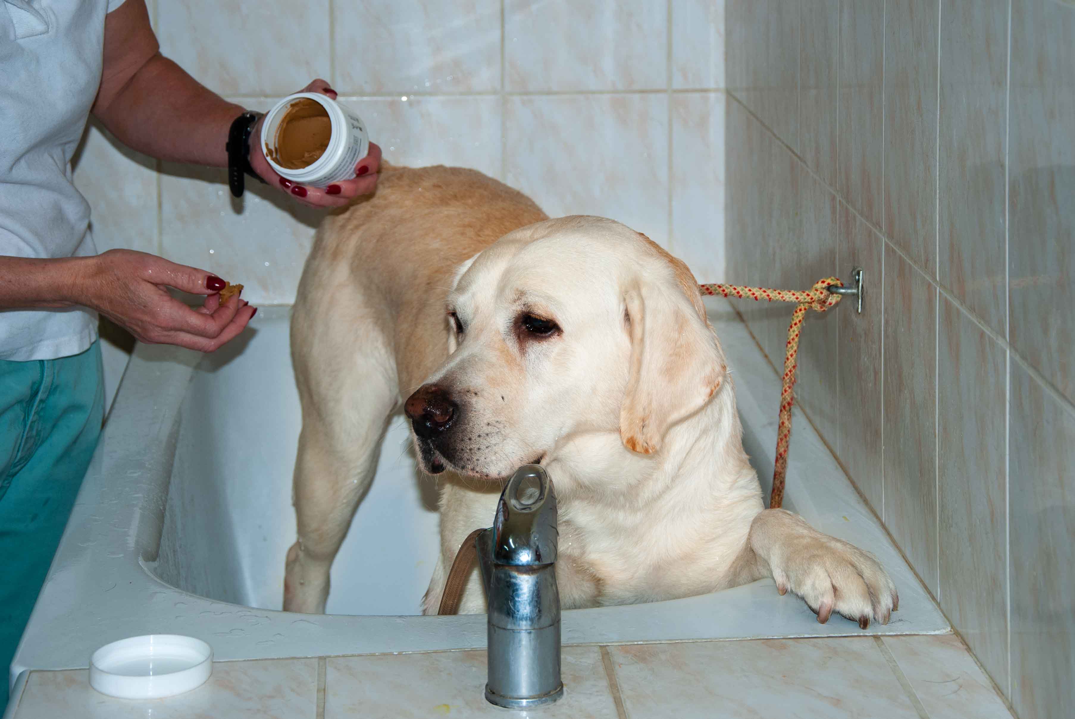 Veterinární zákrok