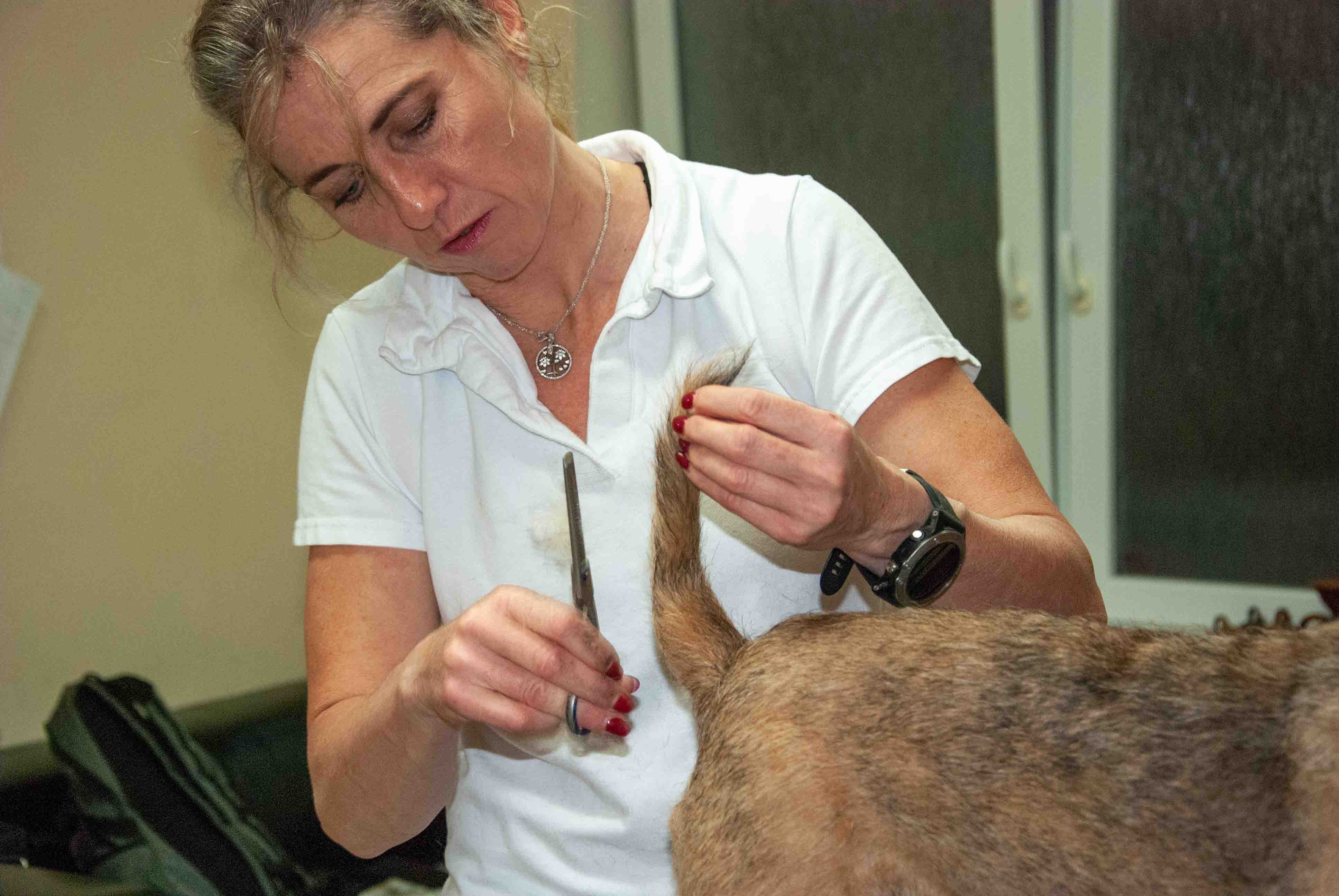 Veterinární zákrok