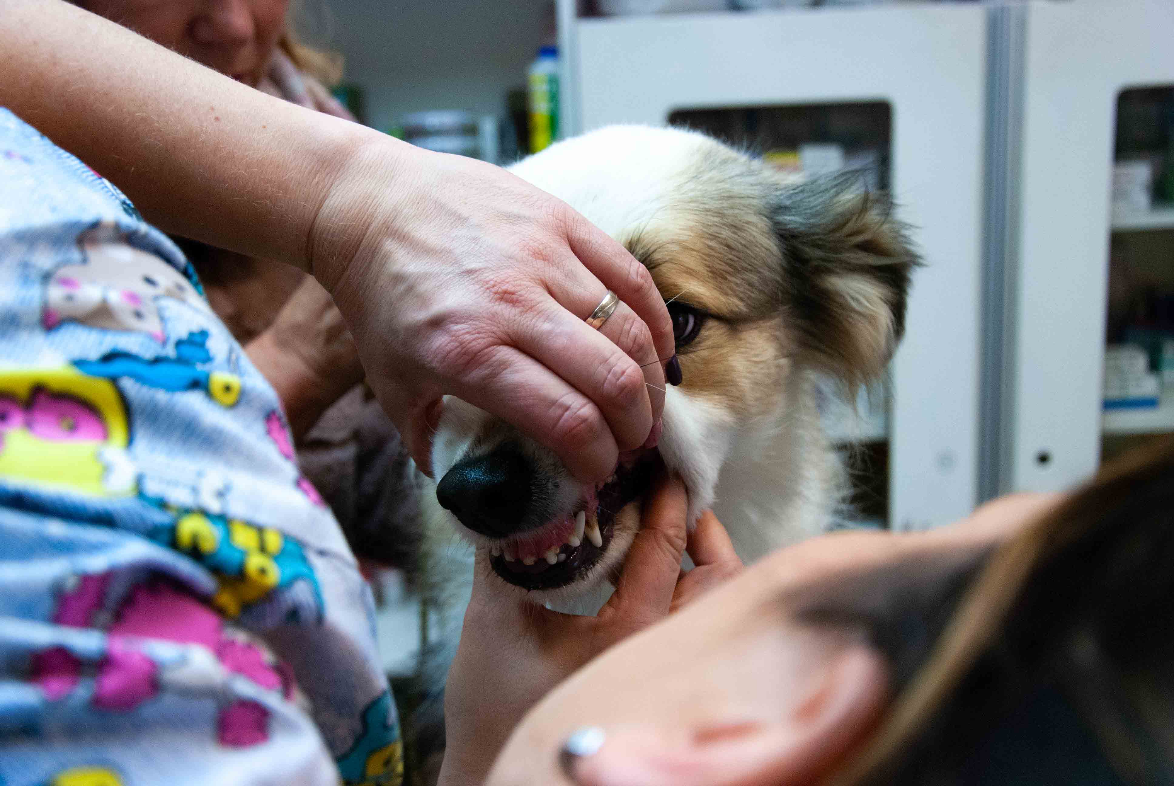 Veterinární zákrok