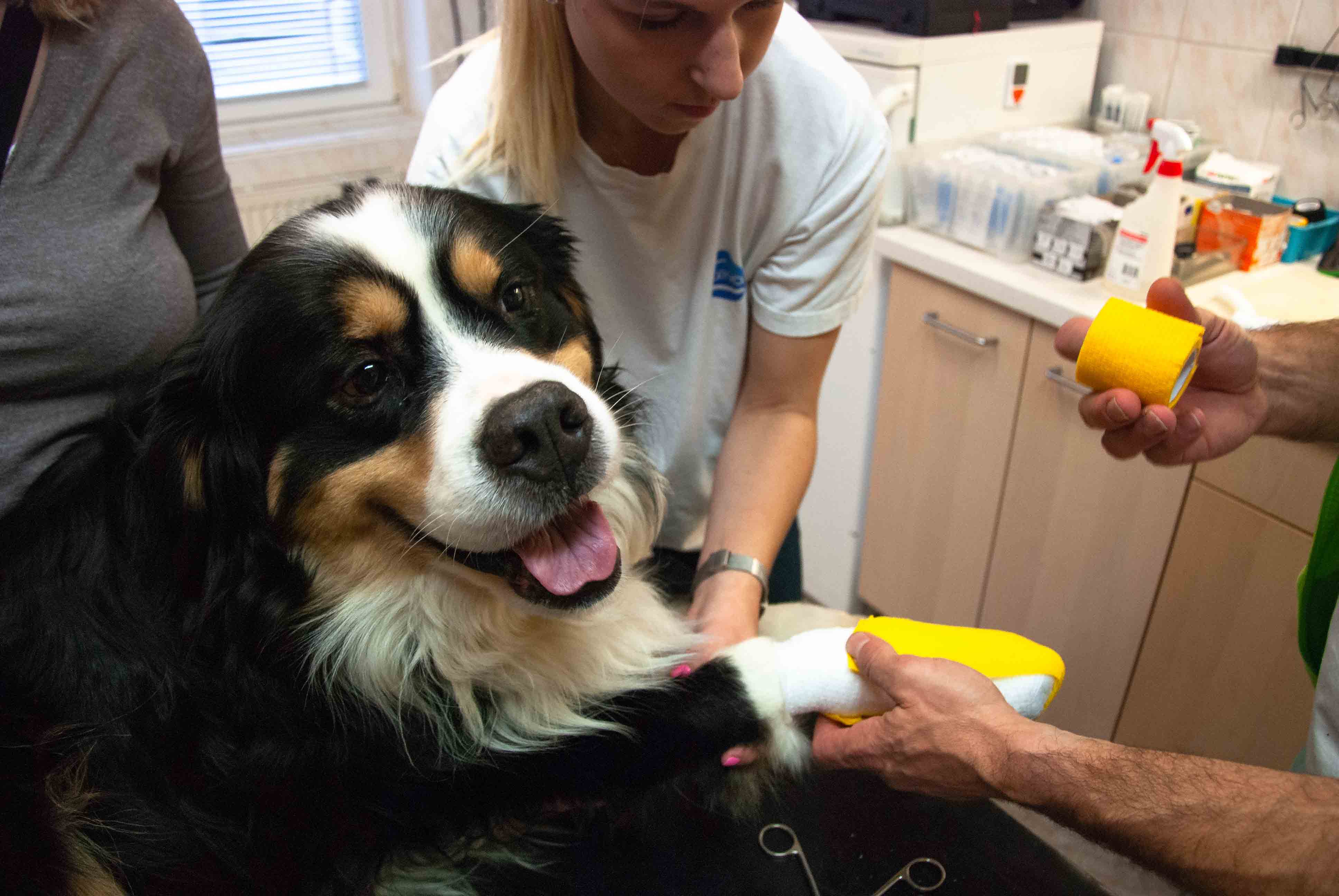 Veterinární zákrok