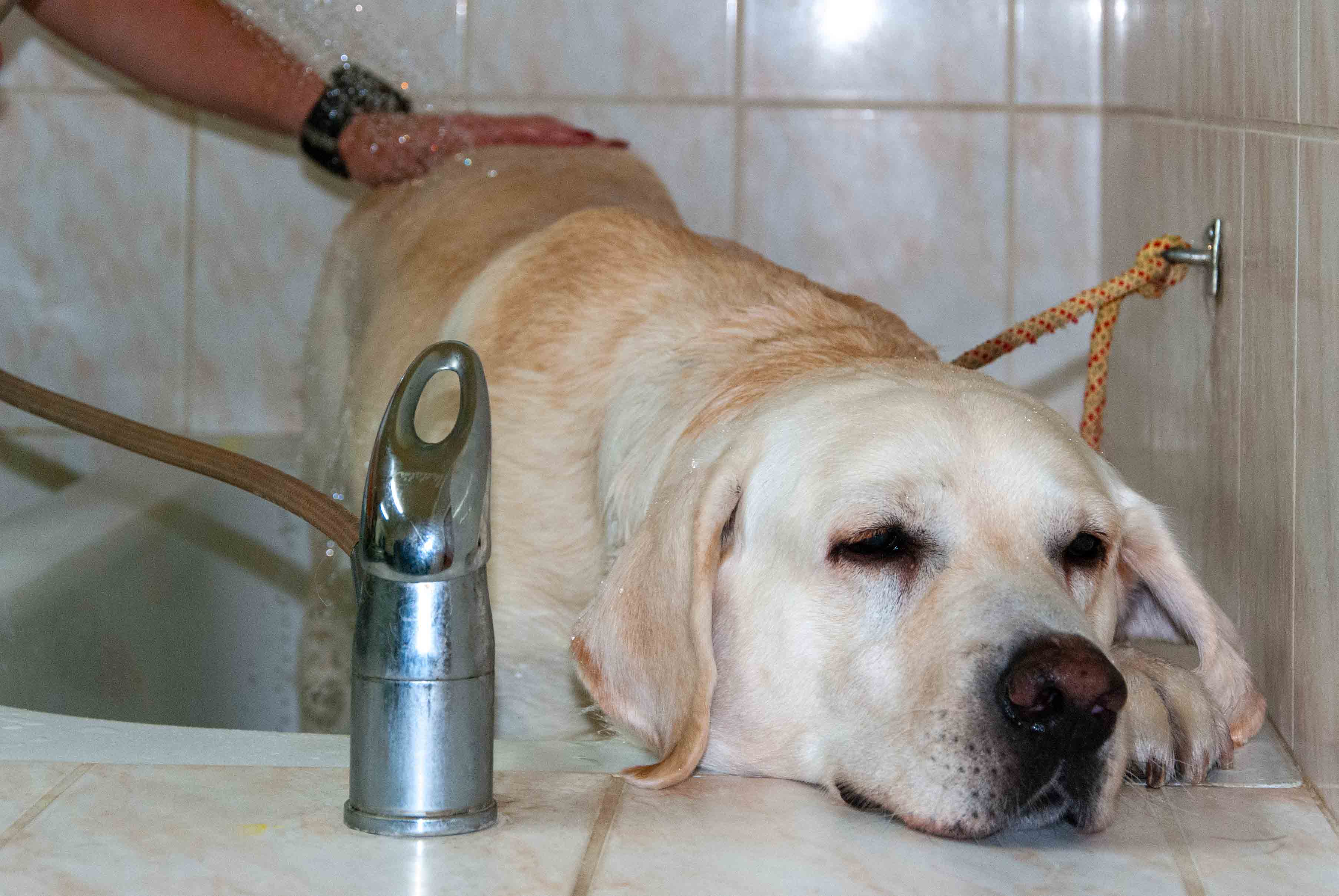 Veterinární zákrok