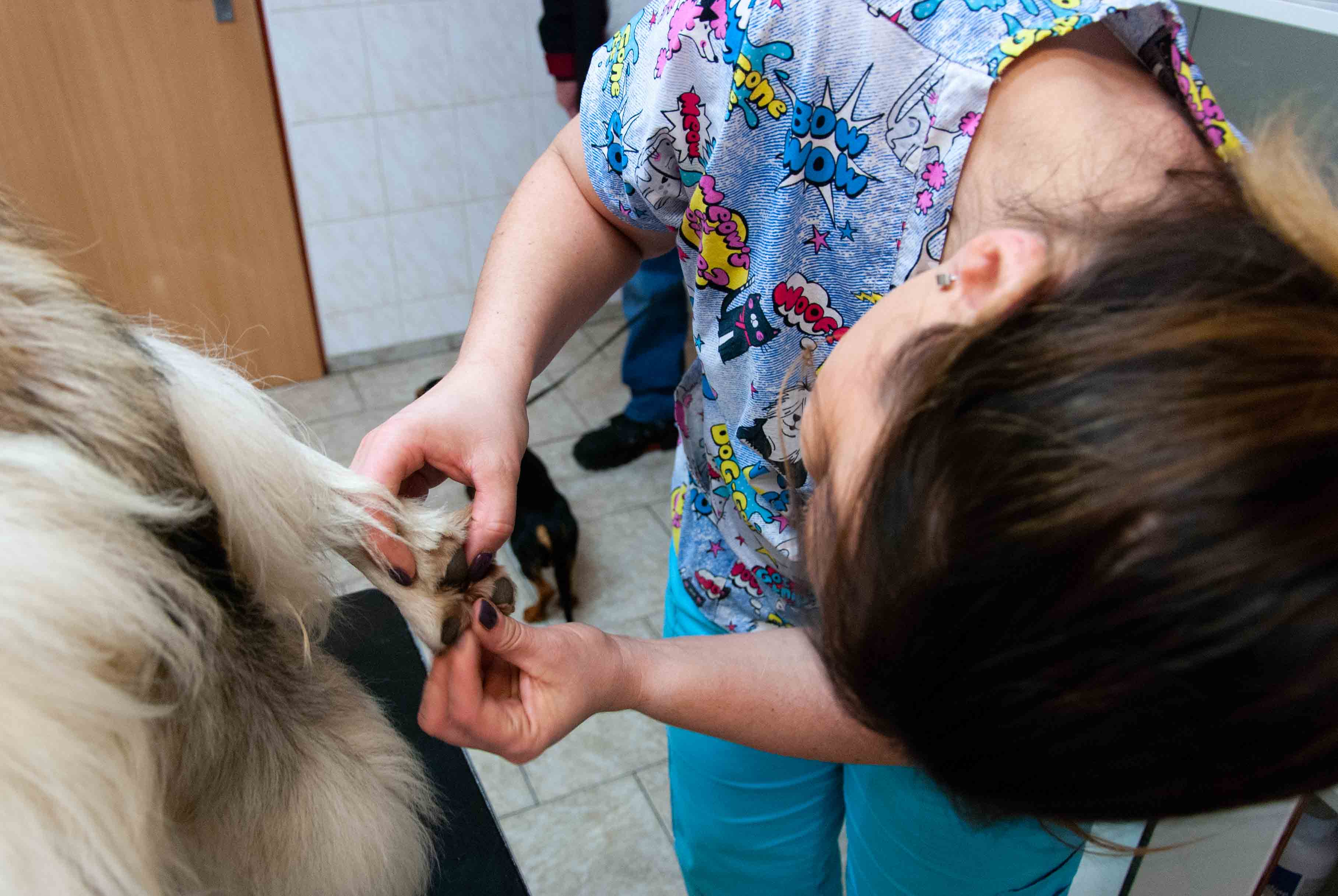 Veterinární zákrok