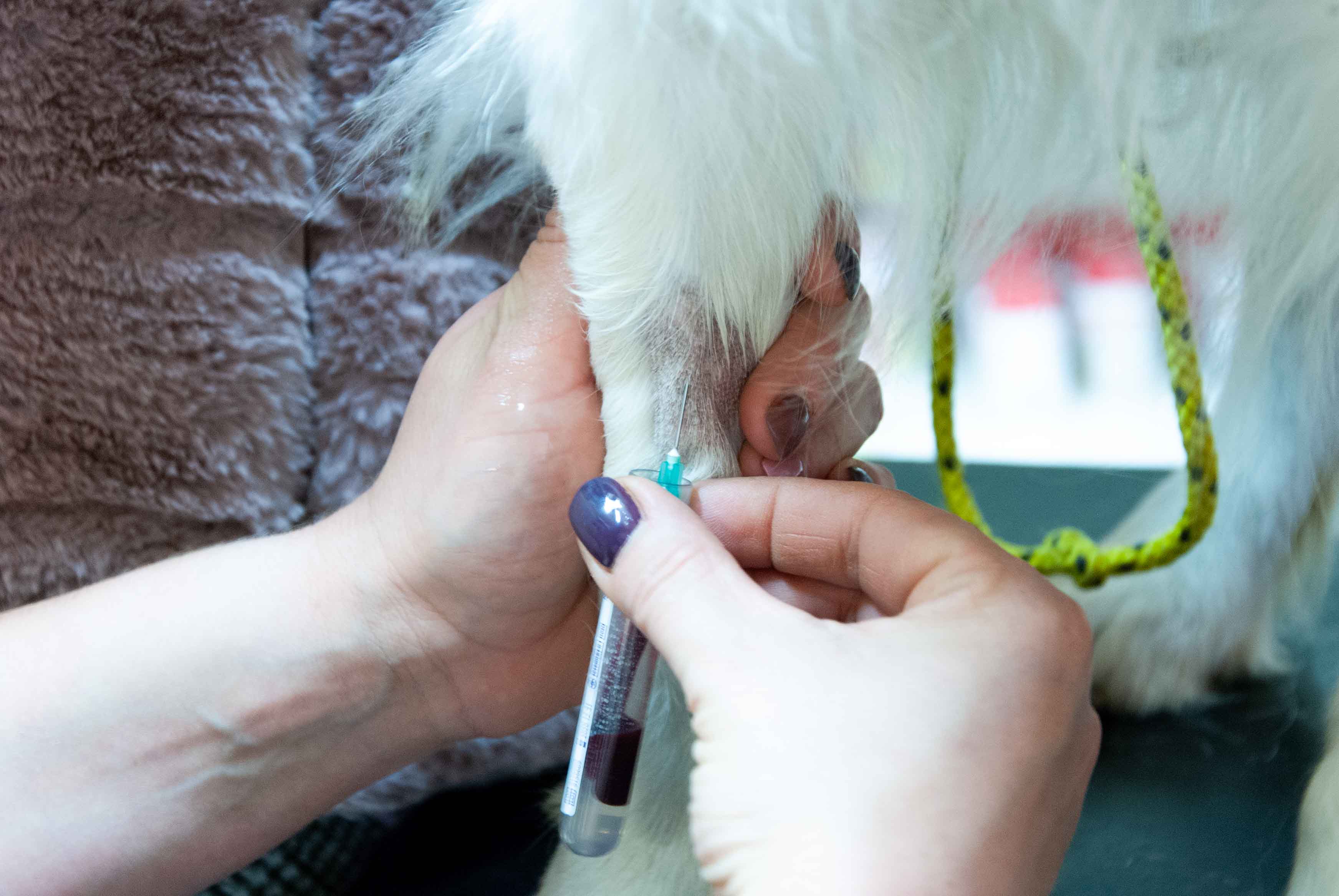 Veterinární zákrok