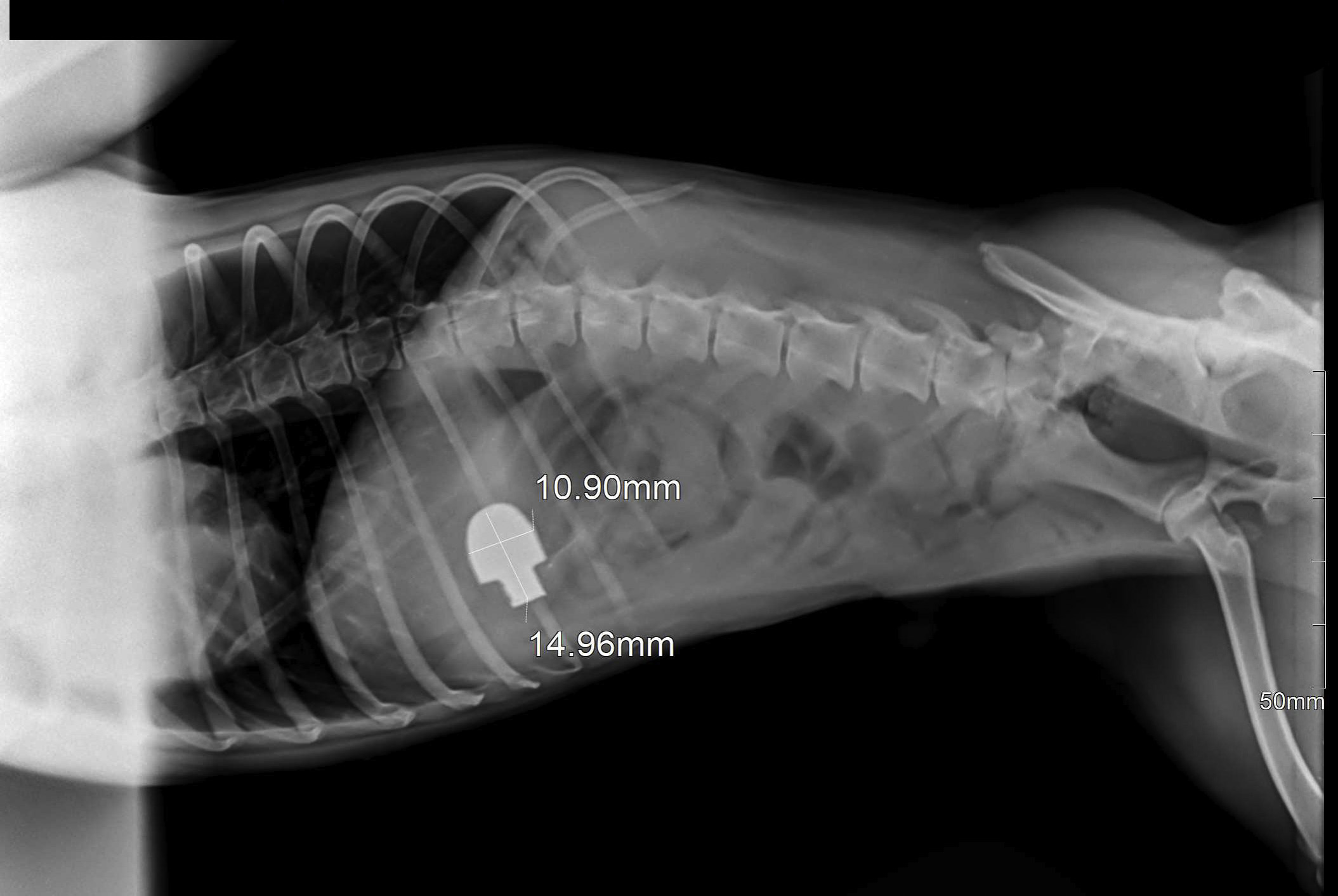 Veterinární zákrok